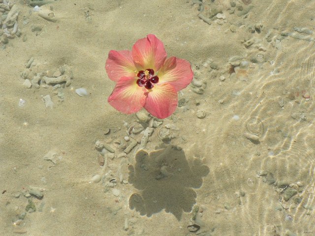 93- Fleur de purau flottant au bord de la plage 